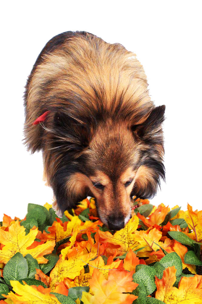 LeafHide Snuffle Mat