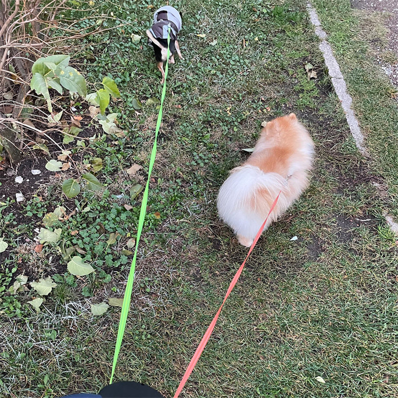 DuoGlow Dog Leash